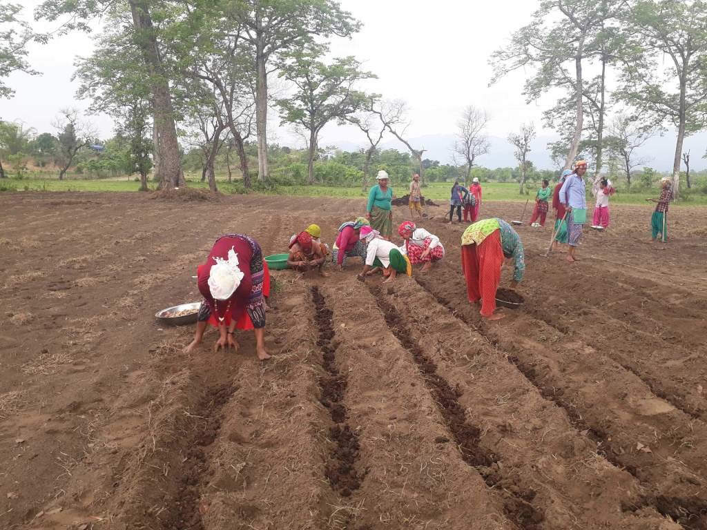 Turmeric Sowing