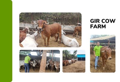 Gir cow farm