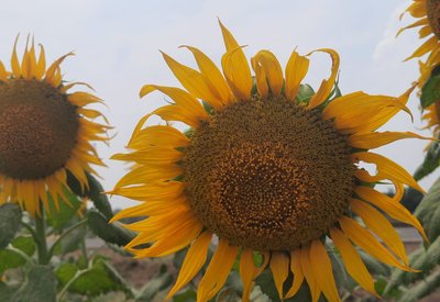 Adult Stage Of Sunflower