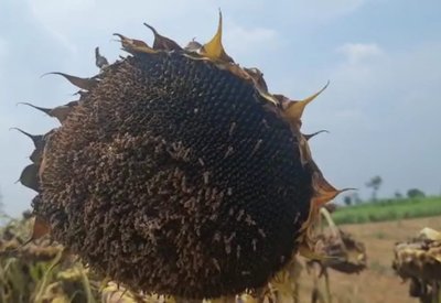 Harvesting stage of Sunflower