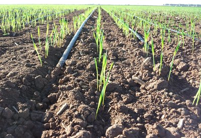 Wheat Irrigation