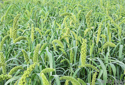 Heading and flowering Stage of Bajra