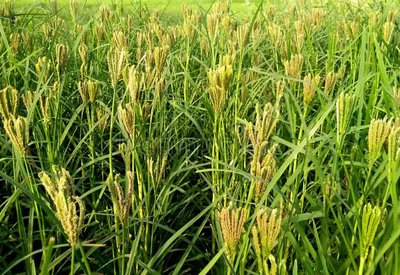 Ragi Cultivation