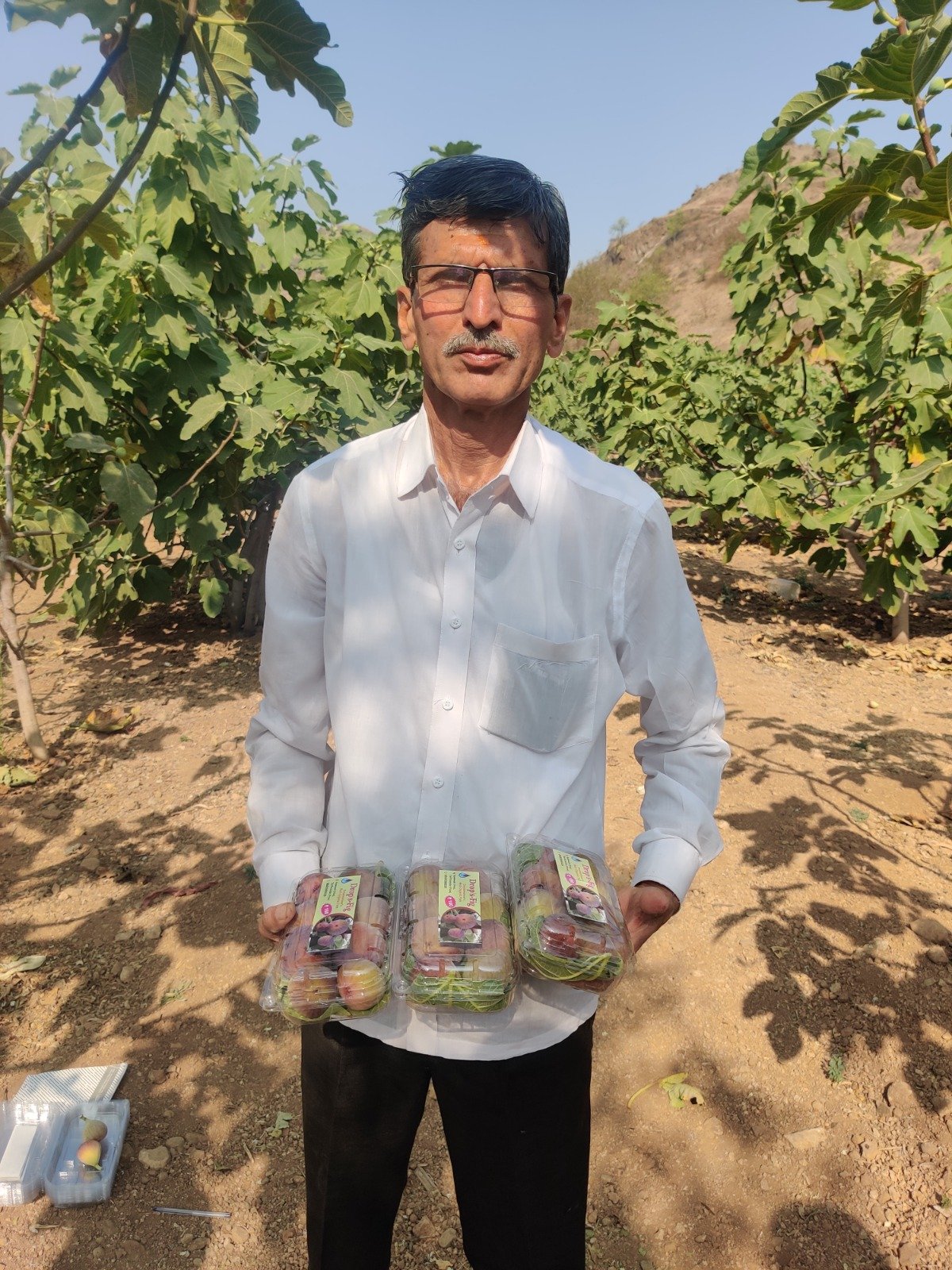 Organic fig farming