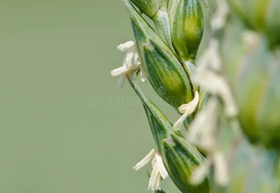 flowering stage