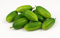 ivygourd