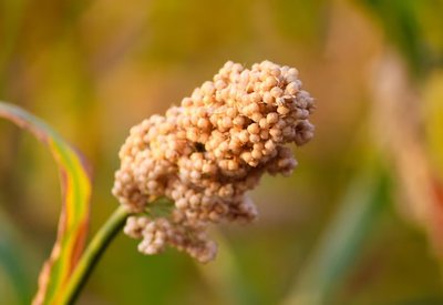 Grain filling and ripening