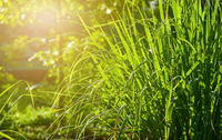 lemongrass