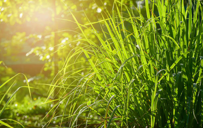 lemongrass