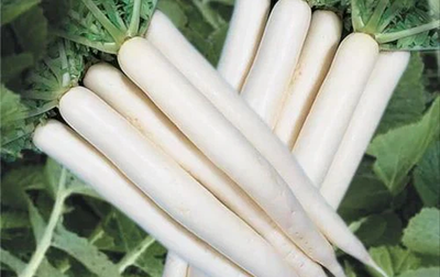 radish