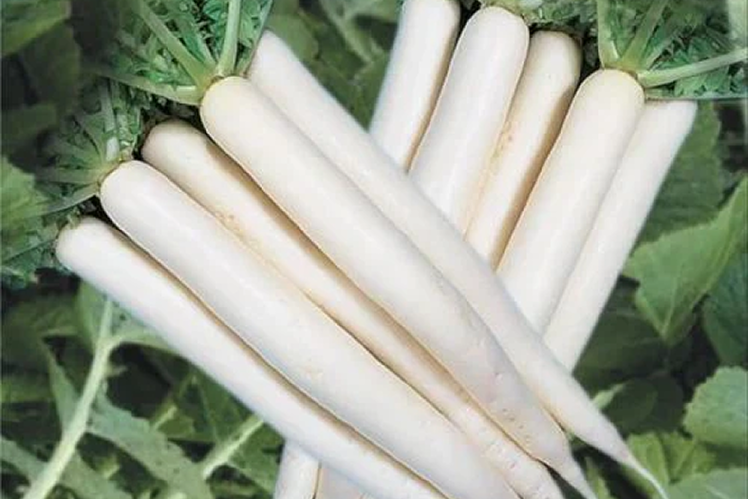 radish